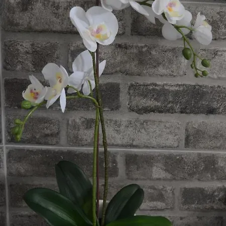 Anezinas Place * 페리사