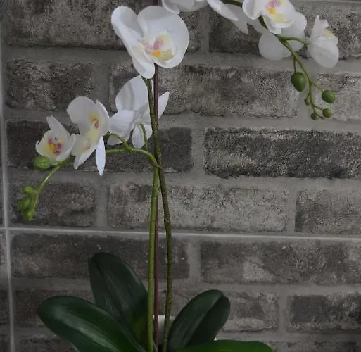 Anezinas Place * Perissa (Santorini)